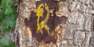 Red Sander Wood Stem