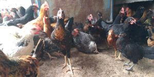 Desi Country Chicken