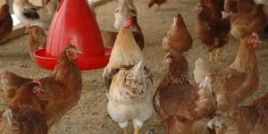 Gramapriya Chicken
