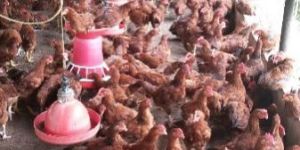 Live Giriraja Chicks