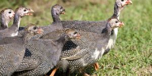 Live Guinea Fowl Chicks