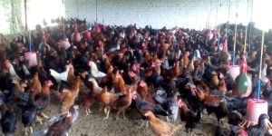 Live Nati Koli Chicks