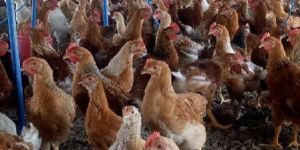 Vanaraja Chicken Chicks