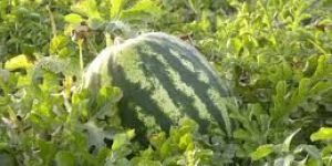 Water Melon