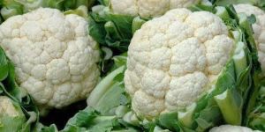 Fresh & good quality cauliflower