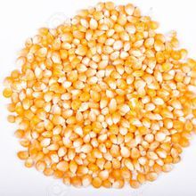 Yellow Maize