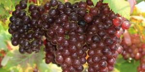 Grapes