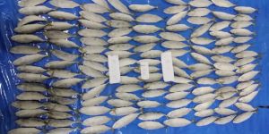 Frozen Seafood..indian mackeral