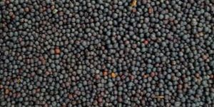 Black Mustard Seeds