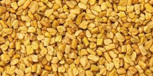 Fenugreek Seed