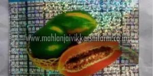 Red Lady Papaya Seeds
