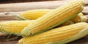 Yellow Sweet Corn