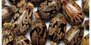 Castor Bean Seeds