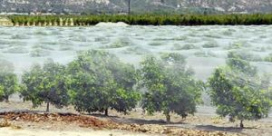 HDPE Bird Protection Net