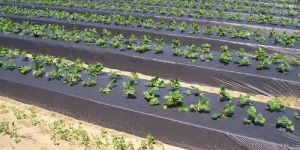 Plant Mulching Film