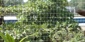 White Bird Protection Net