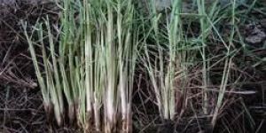 Lemongrass Plant