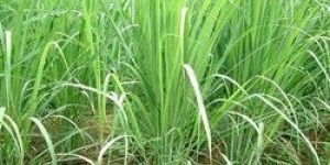 Natural Lemongrass
