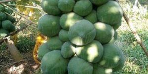 Natural Papaya Plant