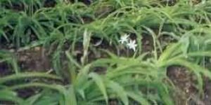 Natural Safed Musli Plant