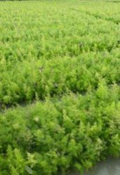 Natural Shatavari Plant