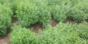 Natural Stevia Plant
