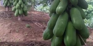 Red Lady Papaya Plant