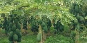 Organic Raw Papaya Plant