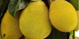 Fresh Jack Fruit