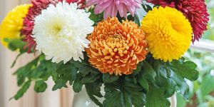 Chrysanthemum