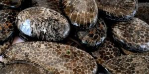 Black Fossil Cabochon Gemstone Stone