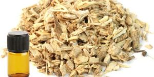 Angelica Root Essential Oil