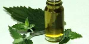 Catnip Essential Oil