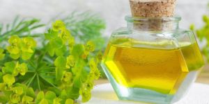 Cypress Essential Oil