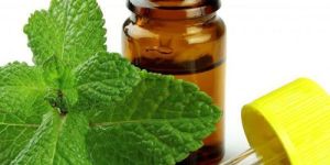 Mentha Piperita Essential Oil