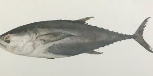 Big Eye Tuna Fish