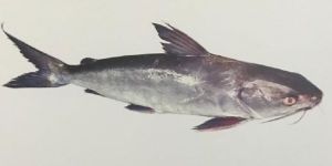 Cat Fish