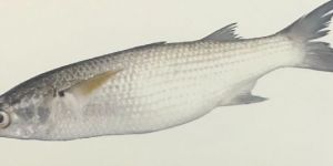 Grey Mullet Fish