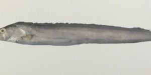 Large Headed Ribbon Fish