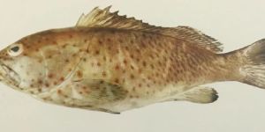 Long Spine Grouper Fish