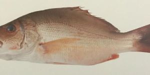Snapper Fish