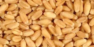 Hybrid Wheat Seeds