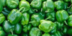 Fresh Green Capsicum