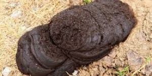 Cow Dung
