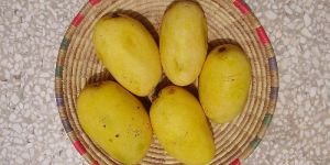 Chusna Mango