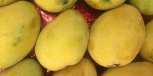 Langra Mango