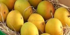 Rumani Mango