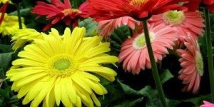 Gerbera Daisy Flowers