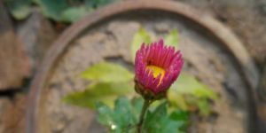 Fresh Guldavari Flowers