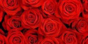 Fresh Red Rose Flowers